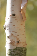 Betula papyrifera