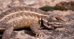 Sceloporus aeneus