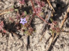 Gilia tenuiflora