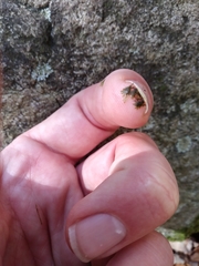 Fissidens appalachensis