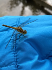 Sympetrum striolatum