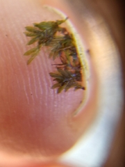 Fissidens appalachensis