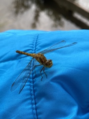 Sympetrum striolatum