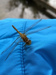 Sympetrum striolatum