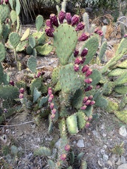 Opuntia streptacantha