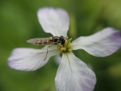 Allograpta hortensis