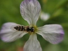Allograpta hortensis