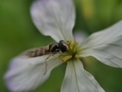 Allograpta hortensis