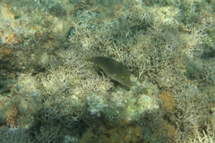 Canthigaster petersii