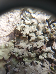 Canoparmelia cryptochlorophaea