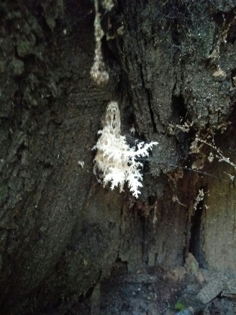 Hericium coralloides · July 2017 · photo: © cristianriquelme (iNaturalist, cc-by)
