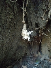 Hericium coralloides