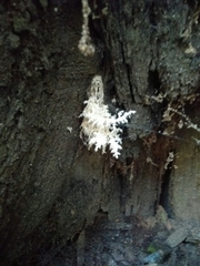 Hericium coralloides