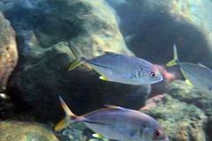 Caranx