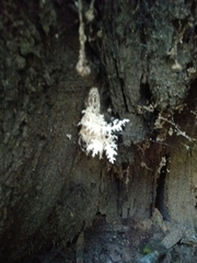 Hericium coralloides
