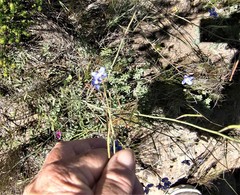 Heliophila macowaniana
