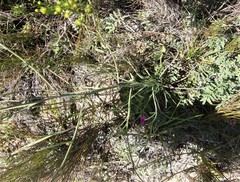 Heliophila macowaniana
