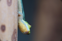 Klemmer's Day Gecko photo 1