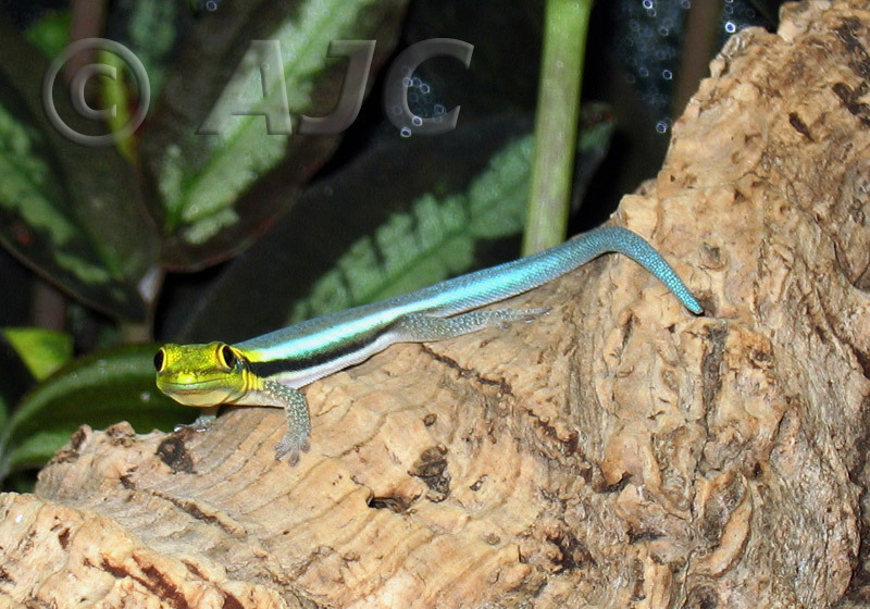 Gecko diurne de Klemmer (Gecko néon) (Phelsuma klemmeri)
