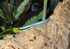 Klemmer's Day Gecko photo 2