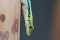 Klemmer's Day Gecko photo 3