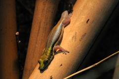 Klemmer's Day Gecko photo 4