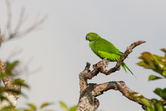 Echo Parakeet photo 3