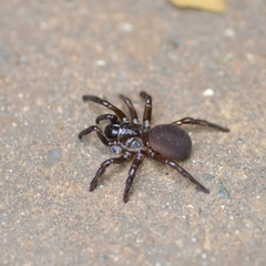 Hebestatis theveneti