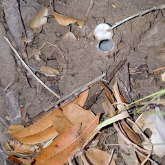 Hebestatis theveneti