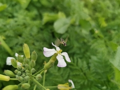 Allograpta hortensis