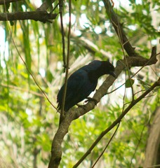 Cyanocorax caeruleus
