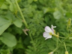 Allograpta hortensis