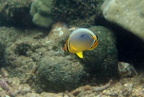 Indian Redfin Butterflyfish
