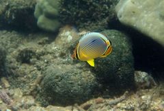 Lineated Butterflyfish photo 3