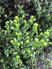 Prostanthera cuneata