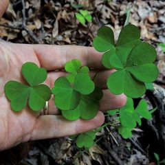 Oxalis grandis