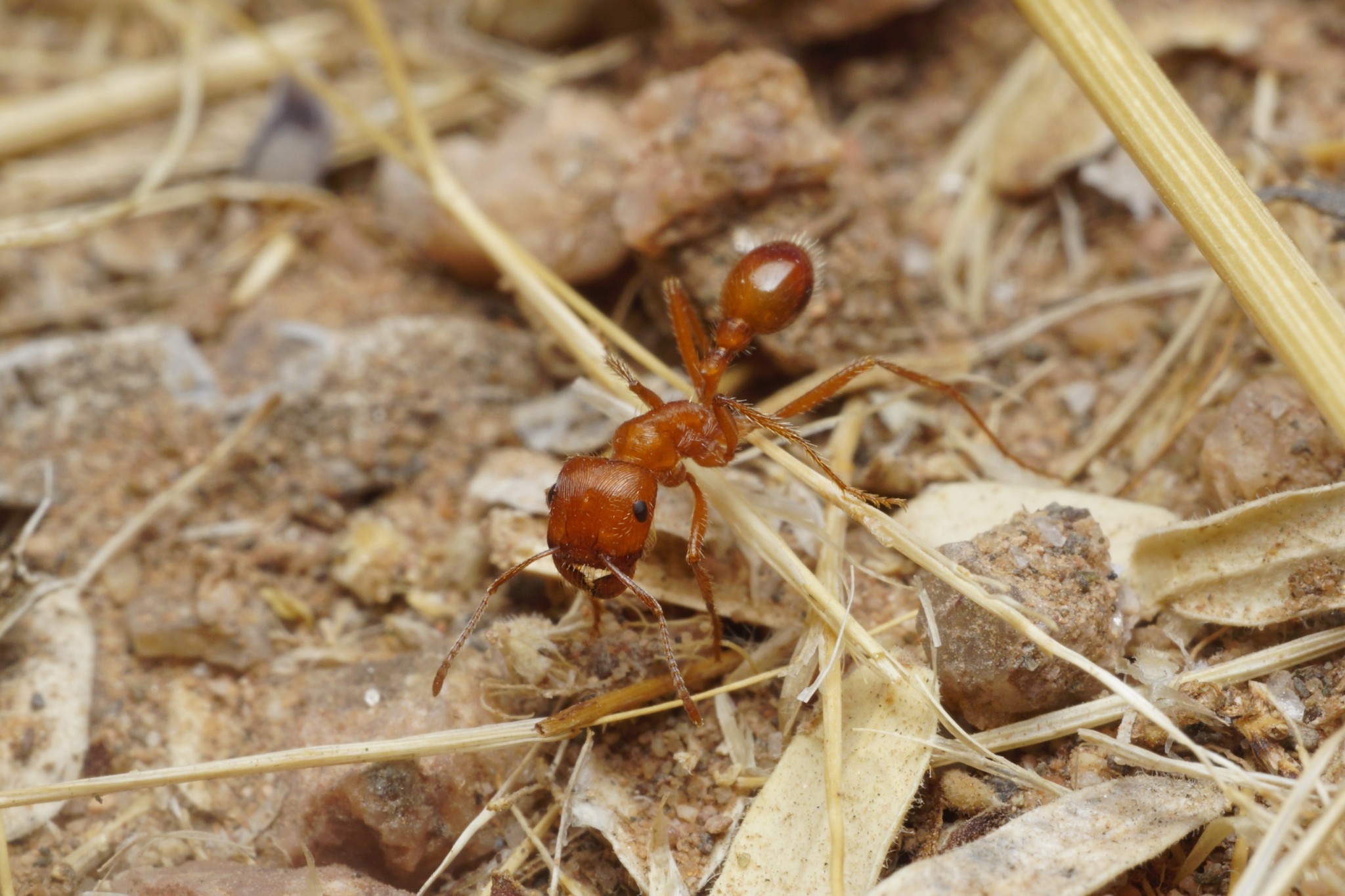 Pogonomyrmex maricopa