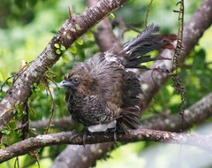 Ortalis squamata
