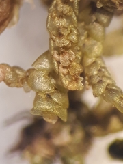 Frullania deplanata