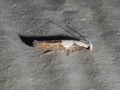 Mompha circumscriptella