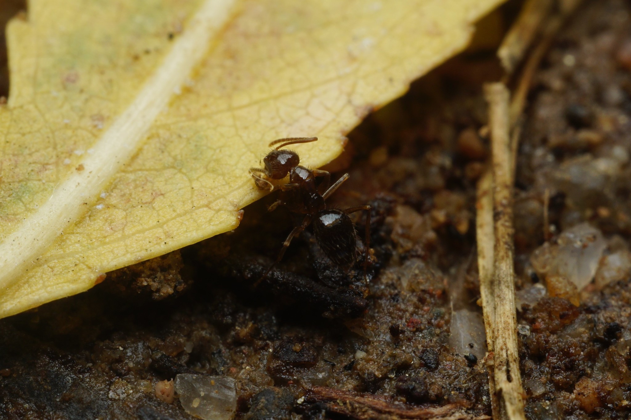 Nylanderia bruesii