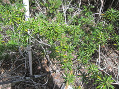 Strumpfia maritima