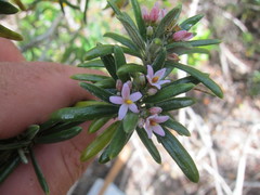 Strumpfia maritima