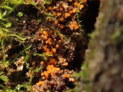 Hydropisphaera peziza