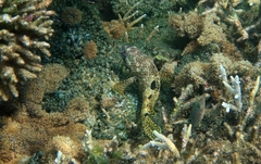 Epinephelus spilotoceps
