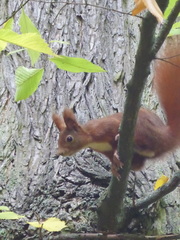 Sciurus vulgaris
