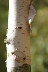 Betula papyrifera