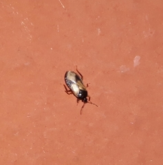 Lyctocoris campestris