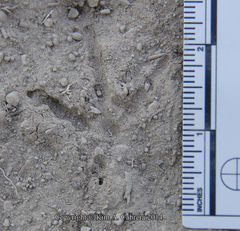 Callipepla californica