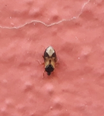 Lyctocoris campestris